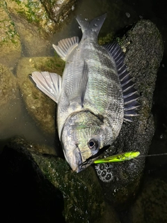 チヌの釣果