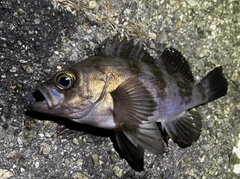 シロメバルの釣果