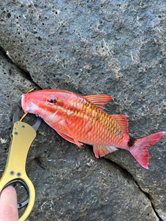 ホウライヒメジの釣果