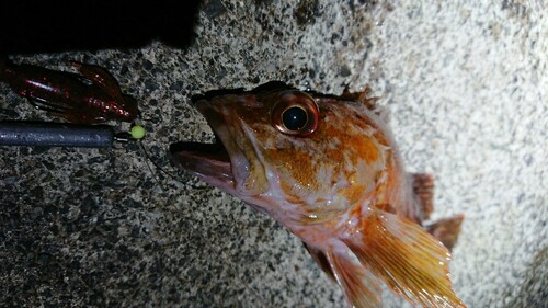 カサゴの釣果