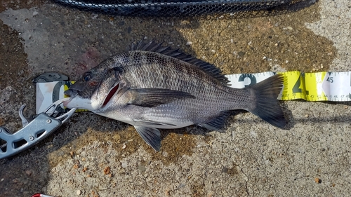 チヌの釣果