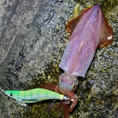 ケンサキイカの釣果