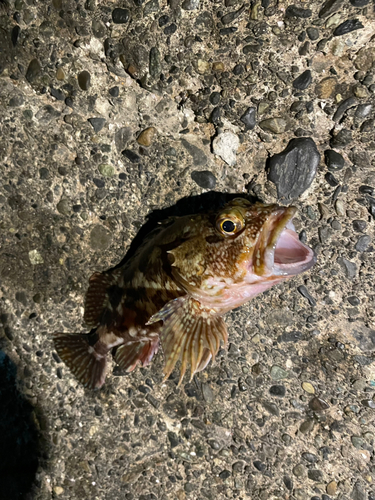 カサゴの釣果