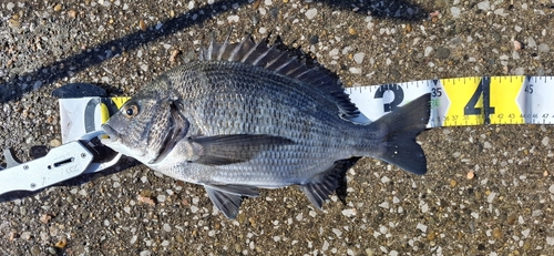 チヌの釣果