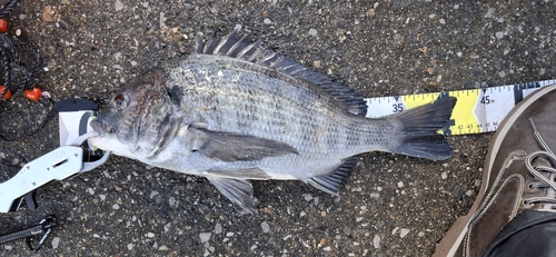 チヌの釣果