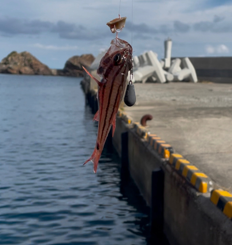 ネンブツダイの釣果