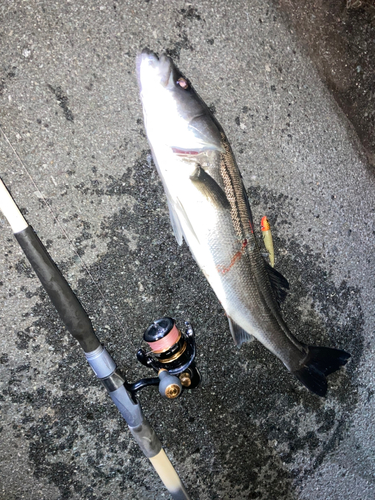 スズキの釣果