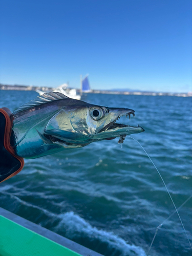 タチウオの釣果