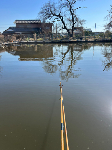 ヘラブナの釣果