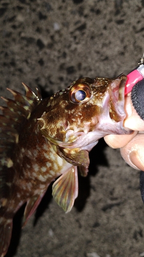 カサゴの釣果