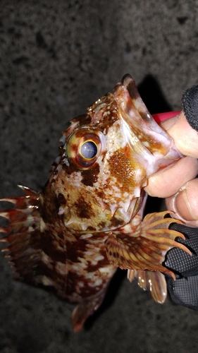 カサゴの釣果