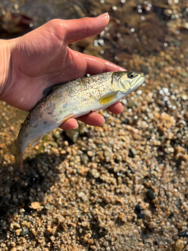 ニジマスの釣果