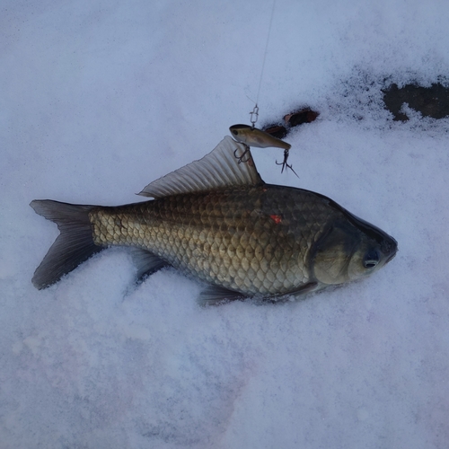 ヘラブナの釣果