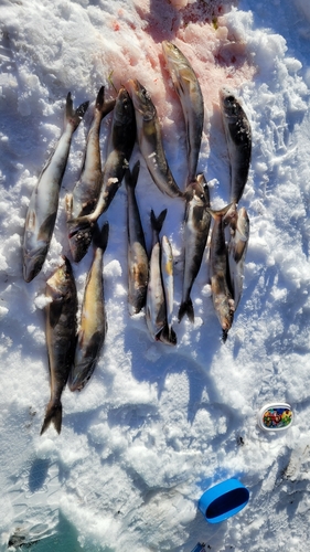 ホッケの釣果