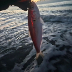 コノシロの釣果