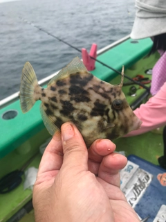 ショウサイフグの釣果