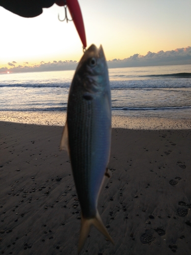 コノシロの釣果