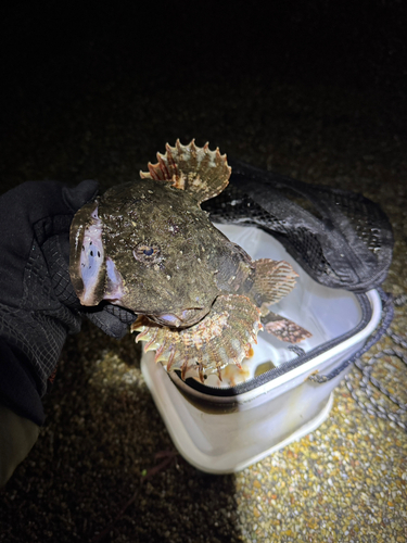 カジカの釣果