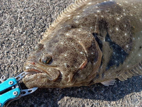 ヒラメの釣果