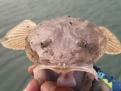 ミナミマゴチの釣果