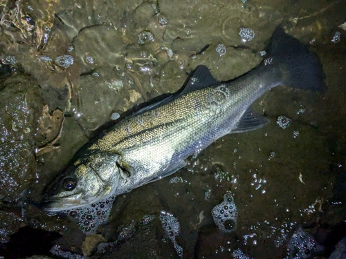 フッコ（マルスズキ）の釣果