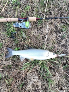 ウグイの釣果