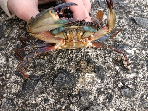 カニの釣果