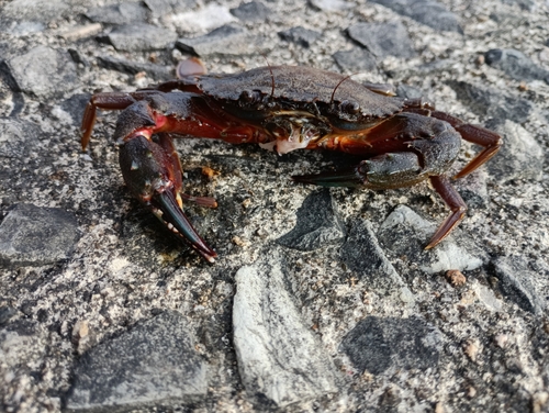 カニの釣果