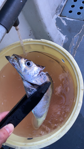 タチウオの釣果