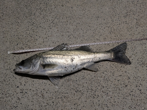 フッコ（マルスズキ）の釣果