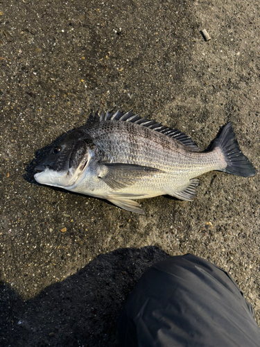 碧南海釣り公園