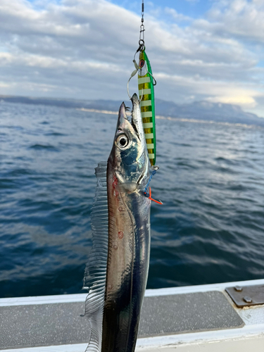 タチウオの釣果