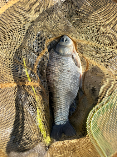 ヘラブナの釣果