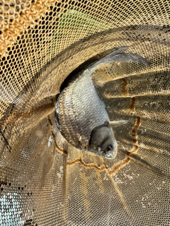 ヘラブナの釣果