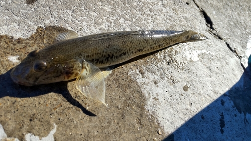 マハゼの釣果