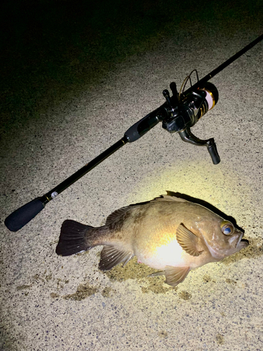 シロメバルの釣果