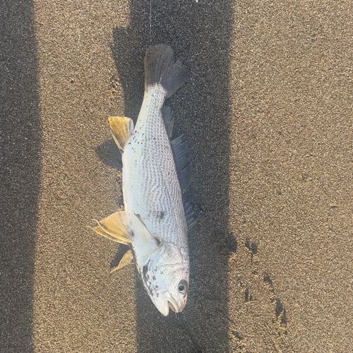 イシモチの釣果