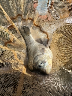 ヘラブナの釣果