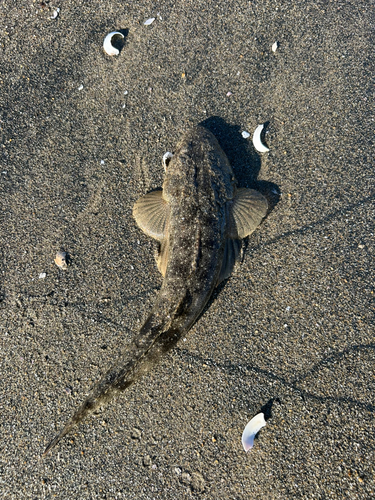 マゴチの釣果