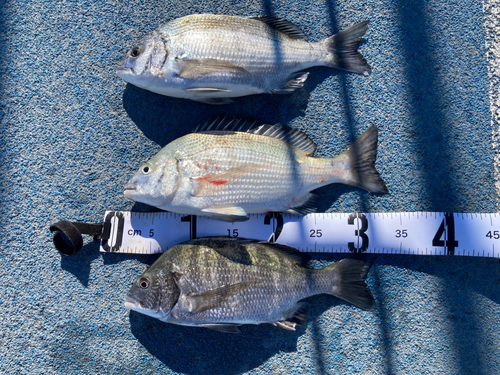 クロダイの釣果