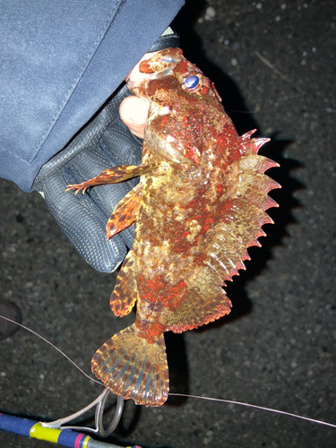 ヨロイメバルの釣果