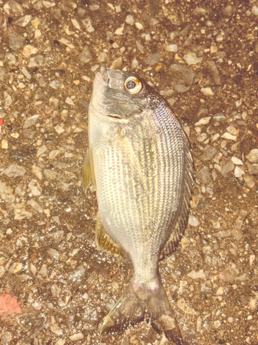 ヘダイの釣果