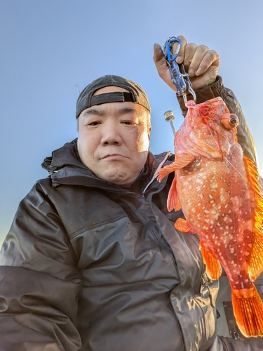 ウッカリカサゴの釣果