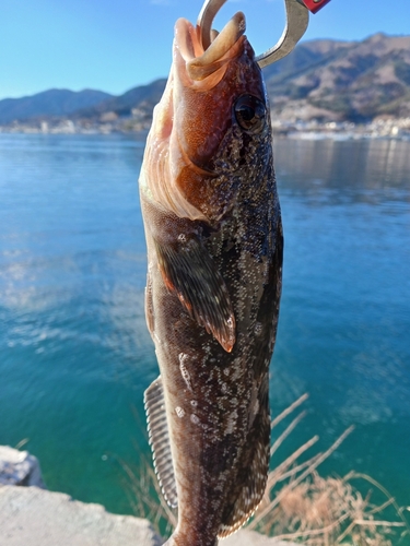 アイナメの釣果