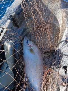 ヒレナガカンパチの釣果