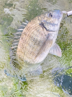 ミナミクロダイの釣果