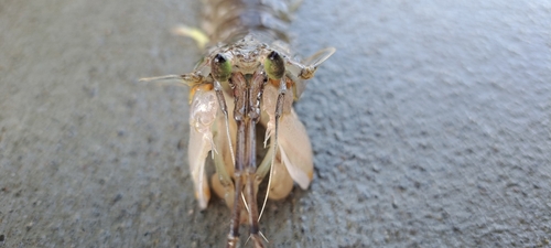 アナゴの釣果