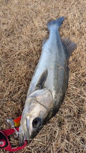 フッコ（マルスズキ）の釣果