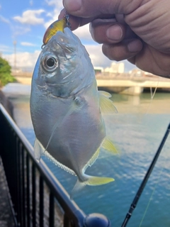 オニヒラアジの釣果