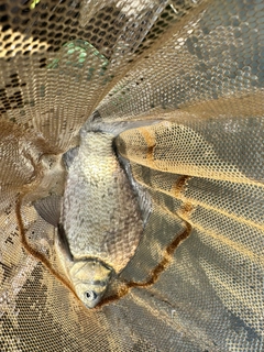 ヘラブナの釣果